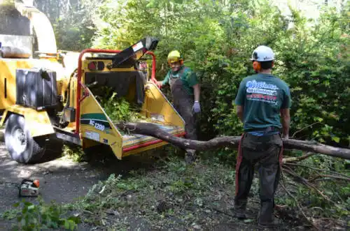 tree services Kansas City